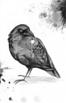Illustration for "Crow Bait and Switch" by Tish Pahl