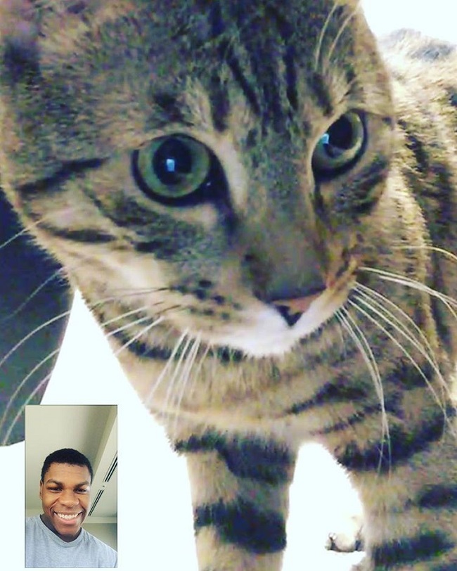 Boyega FaceTime Oluwalogan cat