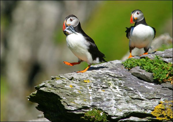 Puffin